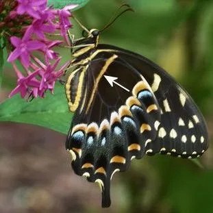 thumbnail for publication: Palamedes Swallowtail, Laurel Swallowtail, Papilio palamedes (Drury 1773) (Insecta: Lepidoptera: Papilionidae)